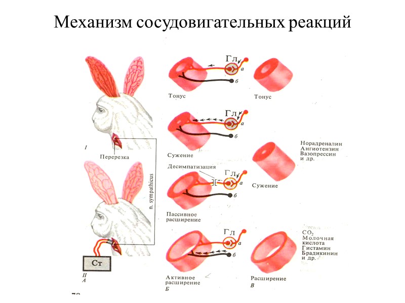 Механизм сосудовигательных реакций